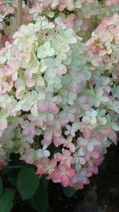 Hydrangea Paniculata Vanille Fraise Tree Form Buy Online Uk Hydrangea Paniculata Showy Flowers Hydrangea
