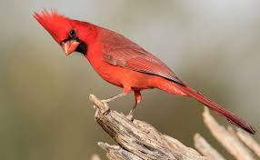 planet manners usa migratory birds need our help nrdc migratory birds animal habitats birds