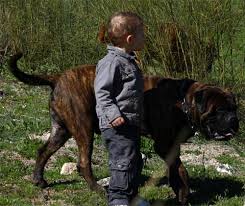 Growth Of Bullmastiff Castro Castalia Bullmastiffs