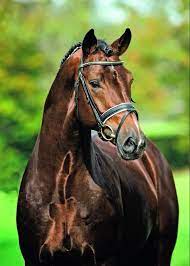 Florenciano 2004 Kwpn Florencio I X Lundi T V Havidoff Lector Beautiful Horses Horse Life Horses