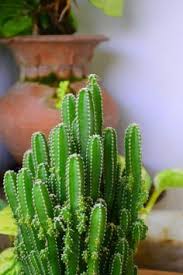 The bottom line is you need to purchase your seedlings from credible gardening retailers in the market. 110 Cactus Types Ideas Cactus Types Cactus Showy Flowers