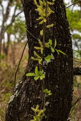 Image result for Opilia amentacea