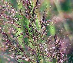 Image result for Melinis minutiflora