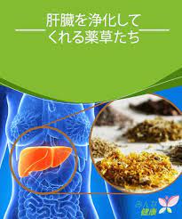 肝臓を浄化してくれる7つの薬草たち みんな健康 健康 薬草 肝臓デトックス