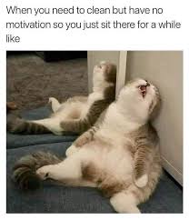 37 Amusing Memes That Are Sure To Entertain The Procrastinators Funny Animal Jokes Funny Animal Quotes Funny Cat Memes