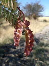 Image result for Acacia kirkii