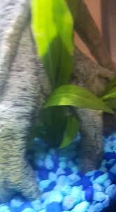 Betta Fish I Bought My Friend Sangria A New Tree Root And A New Anubias Plant And He Seems To Love Them But I Feel Like The Blue In 2020 Betta
