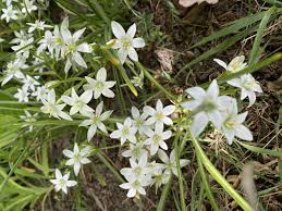 Image result for Ornithogalum flexuosum