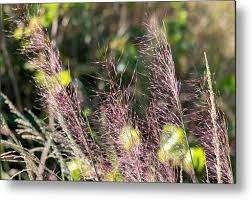 Pink Muhly Grass Metal Print By Mary Ann Artz Metal Prints Beautiful Artwork Grass