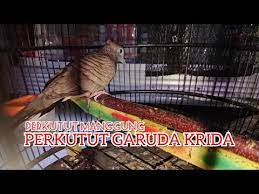 Menurut buku ensiklopedia seni dan budaya nusantara (2009) karya gendhis paradisa, garuda tersebut memiliki paruh, sayap, ekor, dan cakar yang. Perkutut Garuda Krida Manggung Perkutut Manggung Youtube