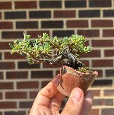 Image result for Cotoneaster microphyllus