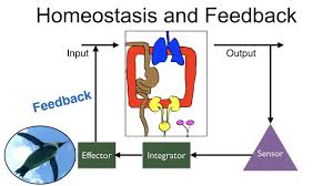 Homeostasis And Feedback Youtube