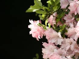 Free download high quality wallpapers gorgeous images. Beautiful Flowers Wallpapers Full Hd Wallpapers Search Desktop Background