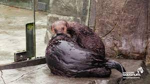 We did not find results for: Hardy Meets Rialto Sea Otters At Vancouver Aquarium Youtube