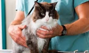 The benefits of getting your pet vaccinated far outweigh any risks as serious reactions to vaccinations are extremely uncommon. Pet Vaccinations Near Me 80227 Bear Valley Veterinary Care Center