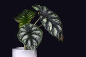 Regular price $29.99 sale price $29.99 regular price. 13 Amazing Alocasia Varieties You Will Love Smart Garden Guide