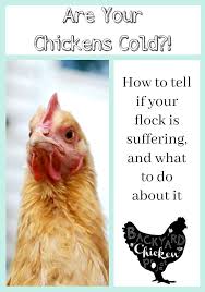 Winter Can Be A Stressful Time For New Chicken Keepers Worries About The Chicken Coop Being Warm Eno Urban Chicken Farming Chickens In The Winter Chicken Coop