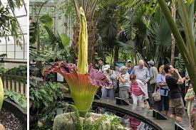 An Entire Town Lined Up To Take Photos With A Rare Corpse Flower At An Abandoned Gas Station Upworthy