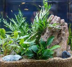 Gravel has the benefits of easier movement for the snail. Unconventional Aquarium Plants Choosing Fish Tank Garden Plants