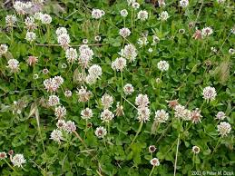 Image result for Trifolium repens