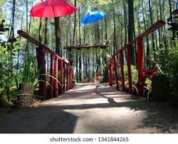 The java sea and the indian ocean border its northern and southern coasts, respectively, while the narrow bali strait to the east separates java from bali. Semeru Pine Forest Wajak Village Malang Stock Photo Edit Now 1341844265