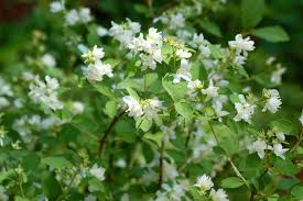 Check them out, and feel free to add your favorites in the comments section. 10 Best Fragrant Shrubs To Grow In Your Yard