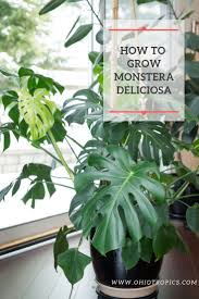 How To Grow And Repot Monstera Deliciosa This Is A Comprehensive Blog Post That Even Goes Into So Monstera Deliciosa Care House Plant Care Monstera Deliciosa