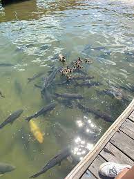 Oh Treasure Carp Give Us Your Scales Sekiro Treasure carp scales are one of sekiro's most valuable items, but barring a couple early on they're very hard to find. reddit