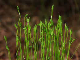 Image result for Schizaea