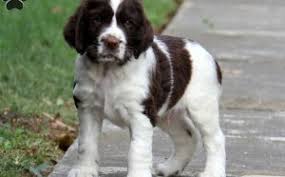 Kennel offers beautiful bench english springer spaniel puppies. Springer Spaniel Puppies Michigan Wonderful Spaniels