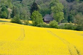 They didn't want to listen at all, didn't want to be held, didn't want to stay. Love Nature Don T Miss These Spring Flower Tours In Switzerland