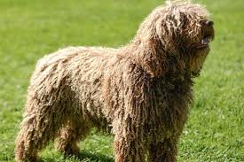 Looking for a dog with a superior lineage? Meet The Spanish Water Dog A Fancier Reflects On The Breed S Path To Akc American Kennel Club