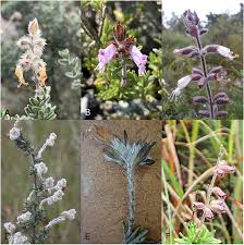 Image result for Syncolostemon