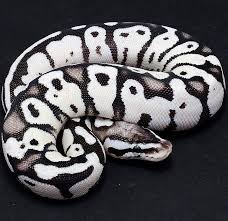 Axanthic Black And White Ball Python Click The Image To See More Firefly Axanthic Ballpython Ballpythons Ballpythonmorphs Ballpythonmorph Snake Snakes S Pet Snake Cute Snake Snake Lovers