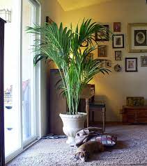 We started our business with a sincere love of palm trees and decided to share our passion and knowledge of these plants so that others can enjoy these summer trees all year round! Kentia Palm Tree For Indoor Use Loves Filtered Lighting Kentia Palm House Plants Indoor Plants