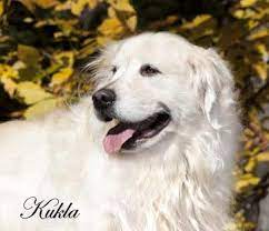 Our responsibility is to promote the temperament, appearance, soundness, natural retrieving and hunting abilities of the golden retriever. Golden Retriever Puppies White Cream Akc Certified Nj Breeders Md Ct Ma De Ri Ny Pa Va Oh Tx Nh Vt Me Ca Retriever Puppy Golden Retriever Dogs Golden Retriever