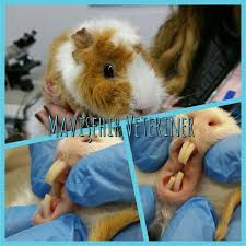 Yine Dis Uzamasi Problemi Guineapiglerde Kuru Gidalar Ozellikle Cayir Otu Ile Besleme Cok Onemlidir Dogadaki Hic Bir Guineapigin Veya Ta Hayvan Veterinerler
