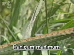 Image result for Urochloa oligotricha