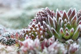 My region usa canada europe australia. Understanding Winter Hardy Succulents The Succulent Eclectic