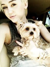 Miley Cyrus and Dogs: Photos: People.com