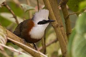 10,000's of names are available, you're bound to find one you like. Pangolakha Wildlife Sanctuary Wikipedia