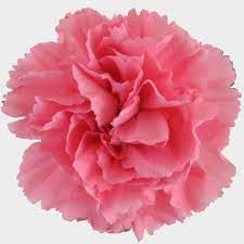Where can i buy carnation flowers. Pink Carnation Flowers Fancy Wholesale Blooms By The Box