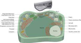 The cell wall is also the cytoplasm is everything within the confines of the cell membrane, including all organelles, proteins, and other structures. Subcellular Coordination Of Plant Cell Wall Synthesis Sciencedirect