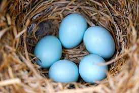 Blue Bird Eggs With Brown Spots Blue Bird Eggs Robin Egg Blue Wedding Bluebird Eggs Blue Bird