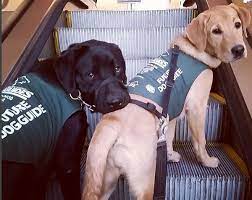 Like us to support our cause and find out how your dog can become an emotional support animal like angus on our website. Lending A Helping Paw An Overview Of The Law Of Service Animals In Ontario