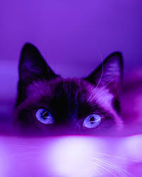 Silahkan kunjungi postingan aesthetic desktop wallpaper gif untuk membaca artikel selengkapnya dengan klik link di atas. Purple Wallpapers Free Hd Download 500 Hq Unsplash