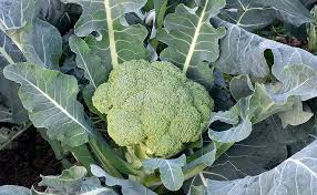 Image result for Brassica