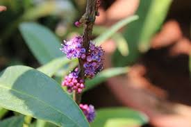 Image result for Memecylon sp. C