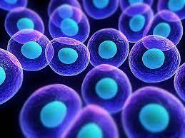 Anatomy of the animal cell. Cells Biology 1080p 2k 4k 5k Hd Wallpapers Free Download Wallpaper Flare