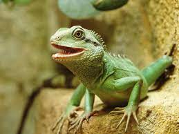 See full list on azeah.com How To Care For A Chinese Water Dragon